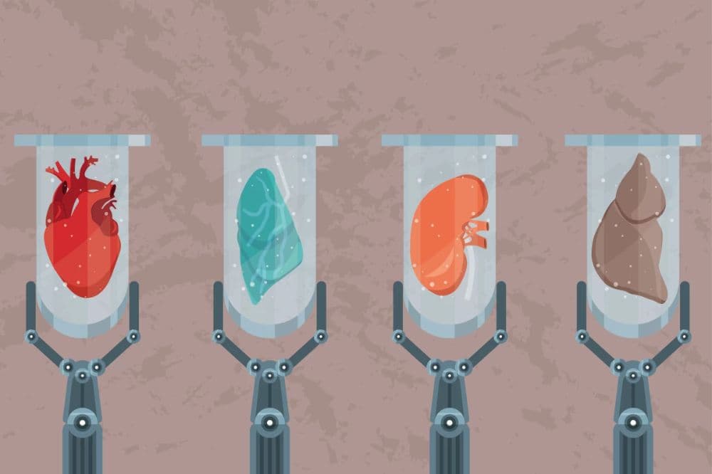 Lab-Grown Organs: The End of Donor Shortages